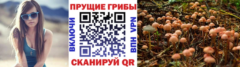 ОМГ ОМГ ССЫЛКА  Александров  Галлюциногенные грибы Psilocybe  наркотики 